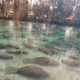 Illustration for article titled Here's What It Looks Like When 300 Manatees Gather In One Acre